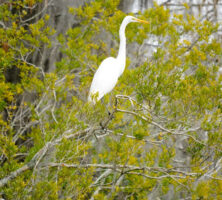 Great Egret