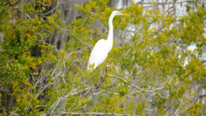 Natural History of the Okefenokee Swamp