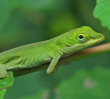 Green Anole