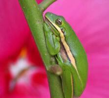 Green Tree Frog