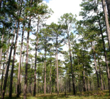 Longleaf Pines