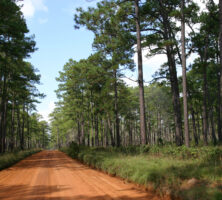 Longleaf Pines