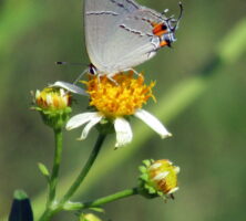 Grey Hairstreak