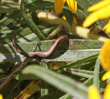 Ground Skink