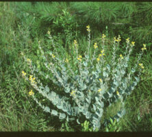 Hairy Rattleweed