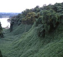 Kudzu