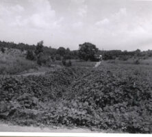 Kudzu, 1956