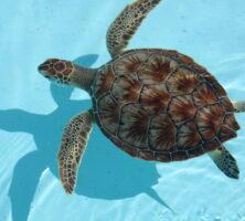 Loggerhead Sea Turtle