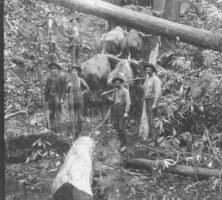 Logging, Tallulah River