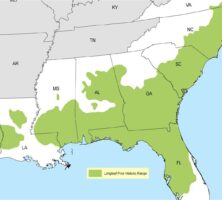 Longleaf Pine Historic Range