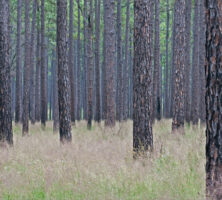 Longleaf Pine and Wiregrass