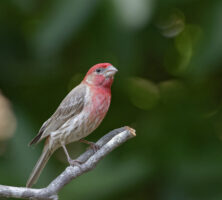 Male House Finch