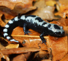 Marbled Salamander