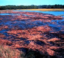 Marsh Detritus