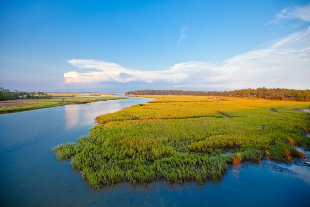 Low Tidal Salt Marsh