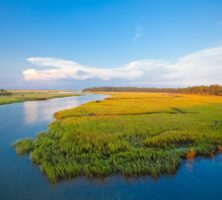 Low Tidal Salt Marsh