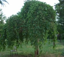 Mulberry Tree