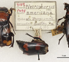 American Burying Beetle