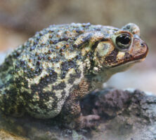 Oak Toad