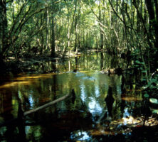 Ogeechee River Tributary