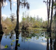 Okefenokee Swamp Flora