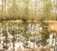 Okefenokee Swamp