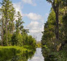 Okefenokee Swamp