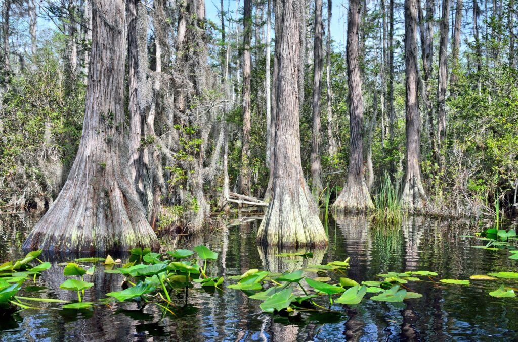 Okefenokee Swamp