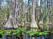 Okefenokee Swamp