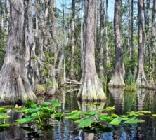 Okefenokee Swamp