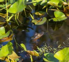 Okefenokee Swamp