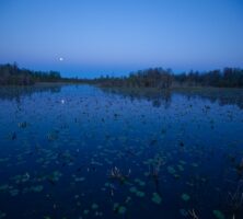 Okefenokee Swamp