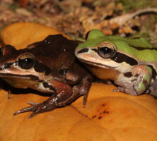 Ornate Chorus Frogs