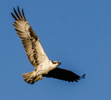 Osprey