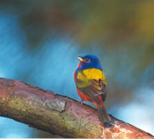 Painted Bunting