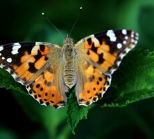 Painted Lady