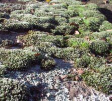 Lichens and Mosses on Granite Outcrop