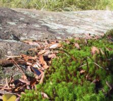 Plant Community on Granite Outcrop