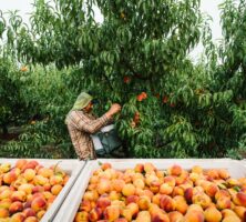 Peach Harvest