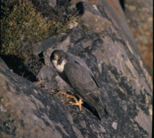 Peregrine Falcon