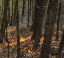 Prescribed Fire