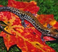 Pigeon Mountain Salamander