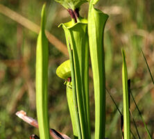 Pitcher Plants