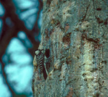 Red-Cockaded Woodpecker