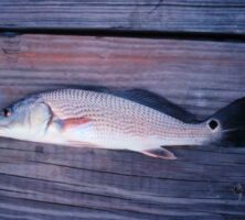 Red Drum