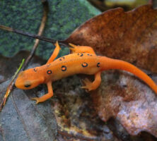 Red-Spotted Newts