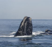 Right Whale