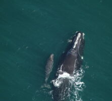 Right Whales, Mother and Calf