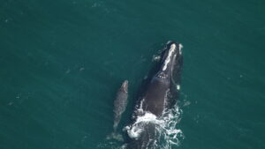 Right Whales