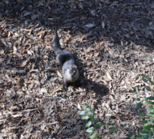 River Otter